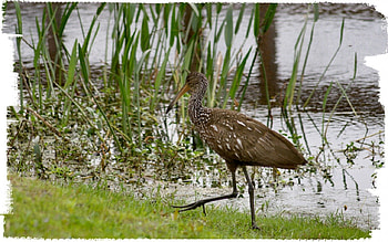 Limpkin Bird, animal, bird, graphy, limpkin, avian, rail, wide screen, wildlife HD wallpaper