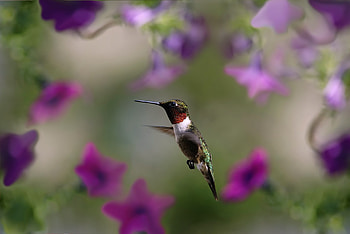 Animals, Humming-Birds, Bird, Wings, Wave, Sweep HD wallpaper
