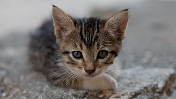 Animals, Kitty, Kitten, Muzzle, Sight, Opinion, Kid, Tot HD wallpaper