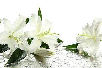 White lilies, Droplet, Flowers, Leaves, Buds, Lilies HD wallpaper