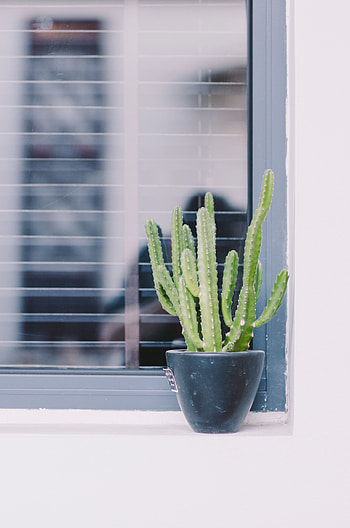 Flowers, Plant, Window, Cactus, Decorative HD phone wallpaper