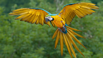 Bird background , Eye-catching design, Colorful plumage, Avian beauty HD wallpaper