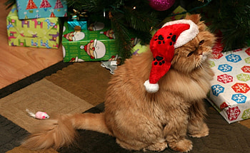 Animals, New Year, Cat, Fluffy, Attire, Outfit, Boxes HD wallpaper