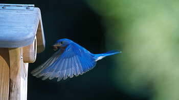 dinner time, blue, animal, bird, graphy, pretty, nature, beauty HD wallpaper