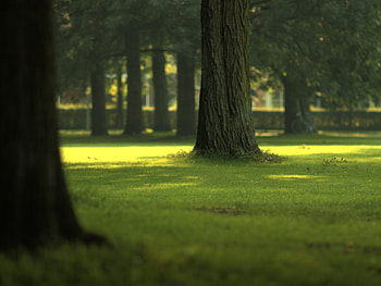 Tree, Field HD wallpaper
