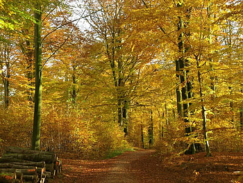Autumn Day, autumn, colors, leaves, path HD wallpaper