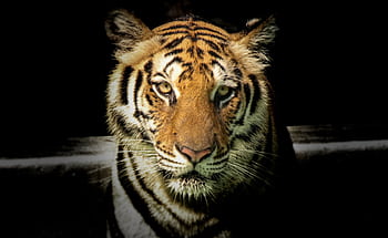 Powerful close-up of a Sumatran tiger with piercing eyes highlighting its majestic nature. HD wallpaper
