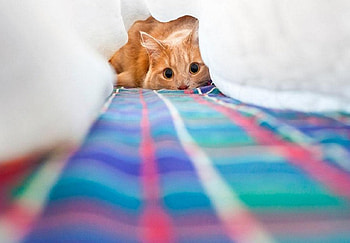 I see you..., sweet, cute, cat, graphy HD wallpaper