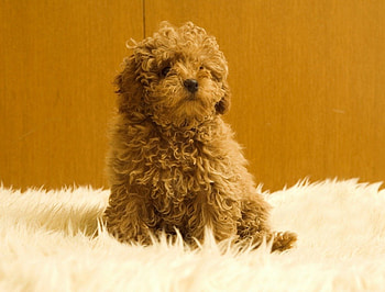 SPARKYS FRIEND NAME PORKY, CUDDLY, ADORABLE, CUTE, PUPPY HD wallpaper