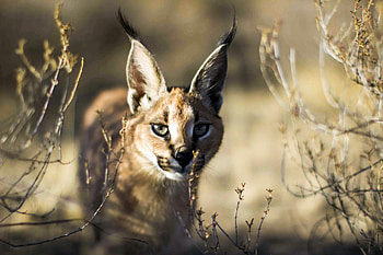 Caracal, animal, feline, cat, wildcat HD wallpaper