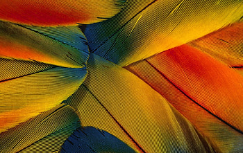 Feathers, blue, colorful, feather, yellow, green, red, texture, orange HD wallpaper