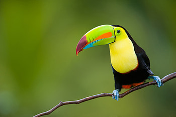 Keel-billed, Toucans HD wallpaper