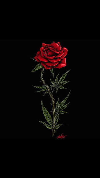 Flower, hybrid_tea_rose, petal HD phone wallpaper
