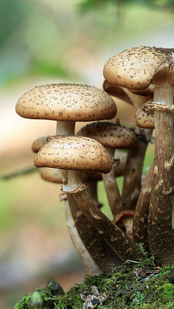 Mushroom , android, backgrounds HD phone wallpaper