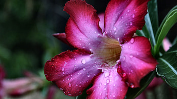 Desert Rose , graphy, floral, romance, beauty, wide screen, flower, love, , Rose HD wallpaper