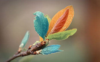 Leaves, Macro, Branch HD wallpaper
