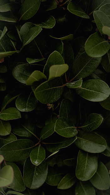 Leaves, Plant, Macro, Surface, Glossy HD phone wallpaper