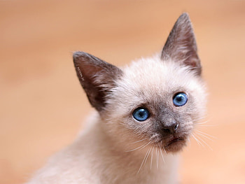 Cat head, sweet, kitten, cat, feline HD wallpaper