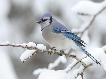 SNOWY BIRD, eyes, cute, nice, sad, animals, 2011, face, cool, pet, happy, good HD wallpaper
