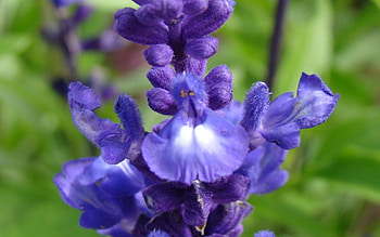 Flowers, Violet, Macro, Purple, Buds, Inflorescence, Villi HD wallpaper