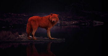 insomniah, animal, white, quotes, timber, black, lone wolf, wolves, wolf, wild, pack, the pack HD wallpaper