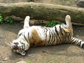Animals, Tigers HD wallpaper
