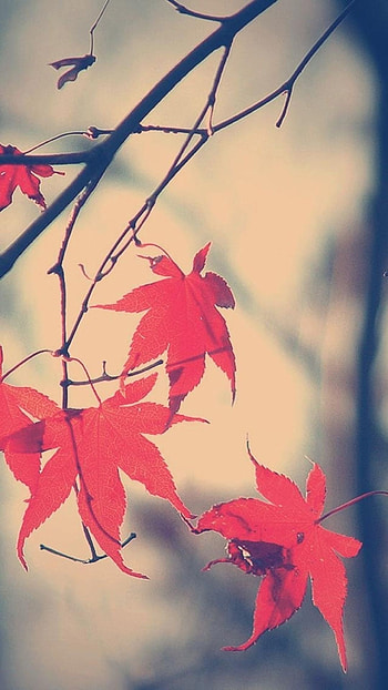 Maple leaf branch, Autumn romance, Whispers of love, Nature's embrace HD phone wallpaper