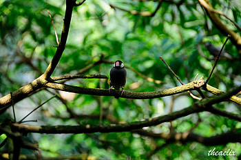 Animals, Bird, Blur, Smooth, Branches, Sits, Is Sitting HD wallpaper