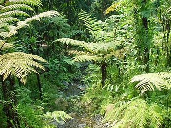 Masoala River, river, ferns, water, tree HD wallpaper