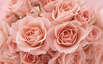 Plants, Flowers, Roses HD wallpaper