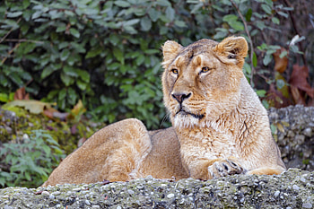 Animals, Brown, Big Cat, Lioness, Wildlife, Animal HD wallpaper