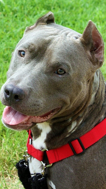 Pitbull Dog, Grey Pitbull HD phone wallpaper