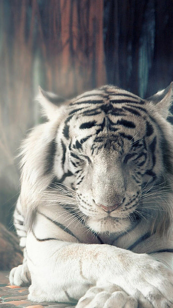 White tiger elegance, perfection, Striking visuals, Fierce and fascinating HD phone wallpaper