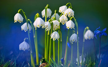 Snowdrops, white, flowers, spring HD wallpaper