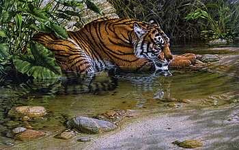 Sleeping tiger, tigru, water, sleep, animal, art, tiger, big cat, summer, pisici, painting, pictura, vara HD wallpaper