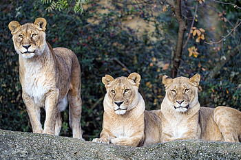Animals, Predator, Big Cat, Sight, Opinion, Lioness, Beast HD wallpaper