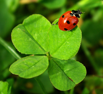 Ladybird, spring, ladybug, green HD wallpaper