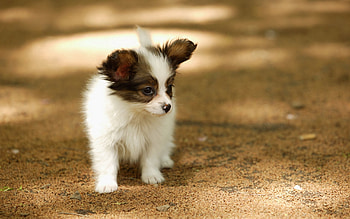 Animals, Muzzle, Stains, Spots, Stroll, Puppy HD wallpaper