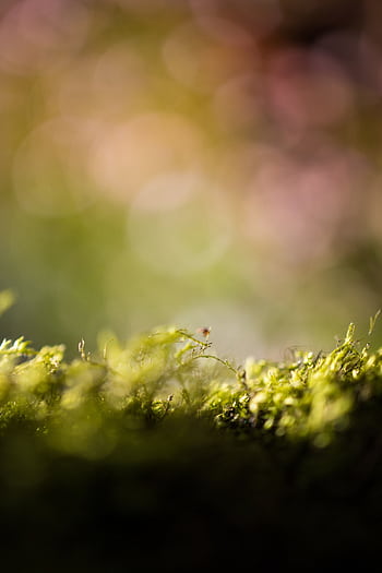Beautiful close-up shot of green moss with a delicate blurred background, showcasing bokeh and natural texture. HD phone wallpaper