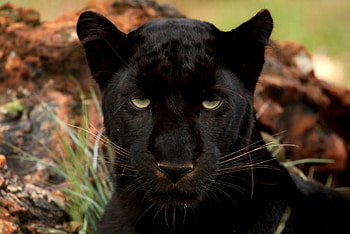 Animals, Muzzle, Predator, Big Cat, Sight, Opinion, Panther HD wallpaper
