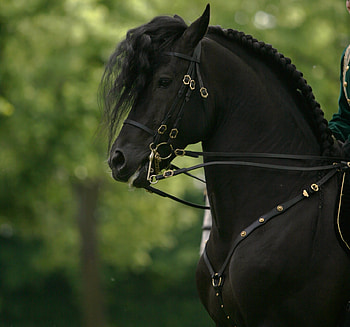 Beautifully Harnessed, spanish, andalusian, horses, black HD wallpaper