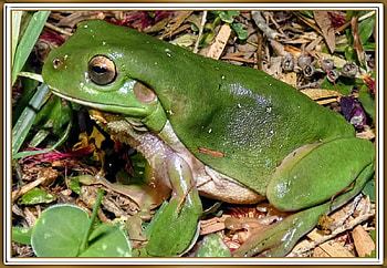 FRAMED FROG, NATURE, FROG, , FRAMED HD wallpaper