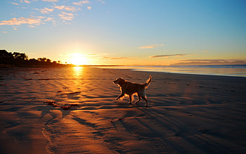 Dog, sweet, dogs, puppies, cute, beautiful, playful, playful dog, puppy, dog face, pretty, animals, face, lovely HD wallpaper