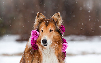 Pretty girl, dog, winter, animal, rose, pink, pretty, collie, snow, caine HD wallpaper