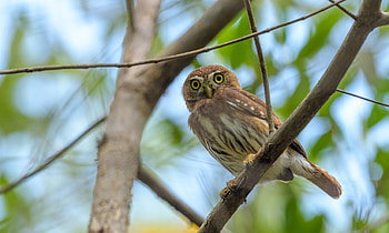 Animals, Owl, Bird, Predator, Sight, Opinion, Eagle Owl HD wallpaper