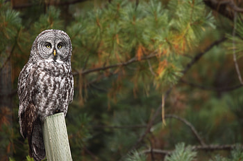 Animals, Owl, Bird, Wood, Tree, Predator, Sight, Opinion HD wallpaper