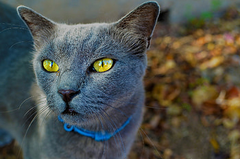 Gray cat, background, animal, gray, , cat HD wallpaper