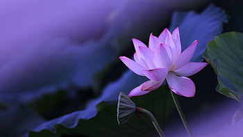 Lotus, Bud, Leaves, Pink, Stems HD wallpaper