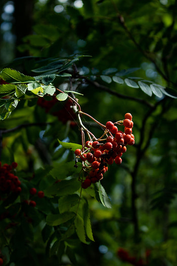 Nature, Web, Branch, Rowan HD phone wallpaper