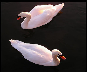 Swans in the sunlight, swimming, sunshine, two, swans, black background HD wallpaper